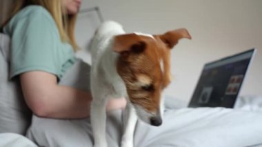 Sabahları tatlı köpekli bir kadın yatakta dinleniyor ve dizüstü bilgisayar kullanıyor. Serbest çalışan biri için evden rahat bir iş. Birlikte vakit geçirmek, evcil hayvan sevgisi.