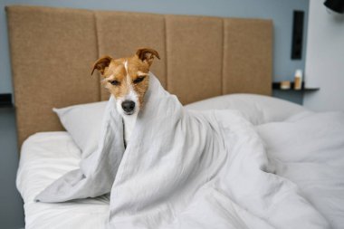 Yatak odasında şirin bir köpek var. Evcil hayvan yatağa uzanır ve battaniyeden dışarı bakar.