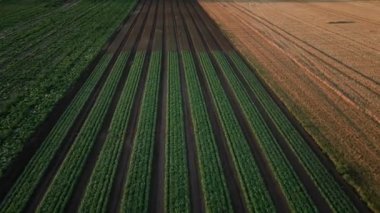 Organik sebzelerle, bitkilerle ve sulama sistemiyle tarımsal alanın havadan görünüşü