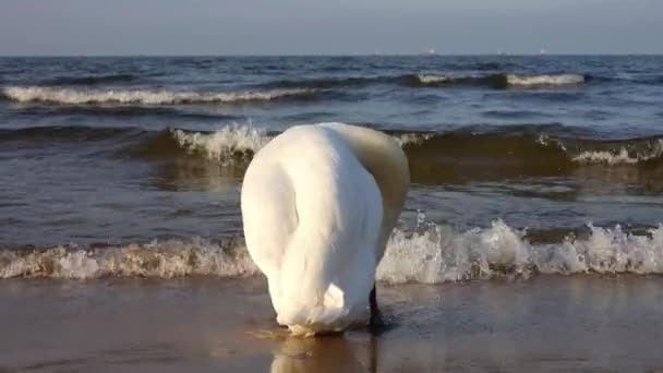 Bílá Labuť Čistí Peří Pobřeží Baltského Moře Divoká Labuť Přírodě — Stock video