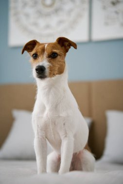Oturma odasındaki yatakta oturan sevimli köpek, kapat. Sevimli evcil hayvan. Jack Russell Terrier portresi.