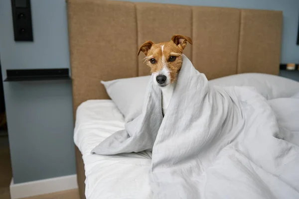 Симпатичная Собака Спальне Животное Лежит Кровати Выглядывает Одеяла — стоковое фото