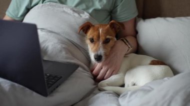 Sabahları tatlı köpekli bir kadın yatakta dinleniyor ve dizüstü bilgisayar kullanıyor. Serbest çalışan biri için evden rahat bir iş. Birlikte vakit geçirmek, evcil hayvan sevgisi.