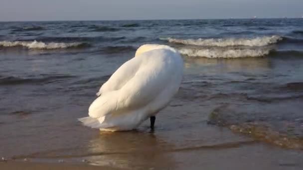 Biały Łabędź Czyści Pióra Brzegu Morza Bałtyckiego Dziki Łabędź Naturze — Wideo stockowe