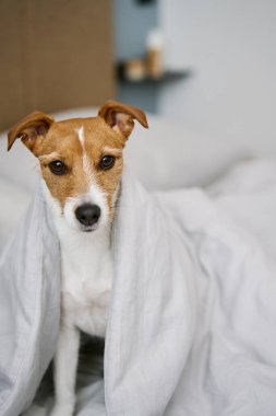 Yatak odasında şirin bir köpek var. Evcil hayvan yatağa uzanır ve battaniyeden dışarı bakar.