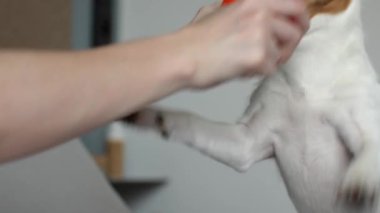 Dişi, içeride köpekle eğlenir. Evcil hayvan oyuncak topuyla oynuyor. Oturma odasında aktif köpek var.