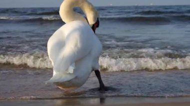 Baltık Denizi kıyısında beyaz kuğu tüyleri temizler. Vahşi kuğu.