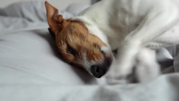 リビングルームでベッドで遊んでアクティブな犬は ベッドシートをかじると噛む いたずらなペット犬悪い行動 — ストック動画