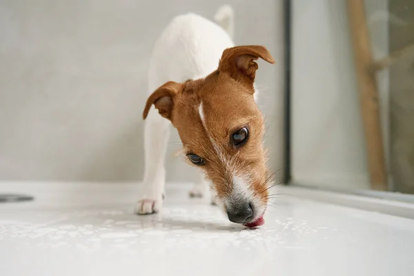 可爱的狗在淋浴间 洗宠物的概念 家养动物的生活方式肖像 — 图库照片