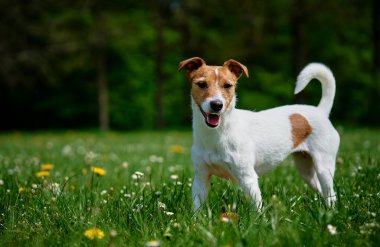 Yaz günü parkta yeşil çimlerde gezinen sevimli aktif köpek. Jack Russell Terrier 'ın açık havada portresi