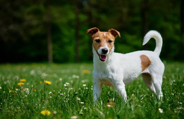 Гарний Активний Пес Ходить Зеленій Траві Парку Літній День Портрет — стокове фото