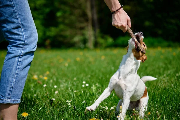 Proprietário Brincando Com Cão Campo Verde Mulher Treinando Seu Cão — Fotografia de Stock