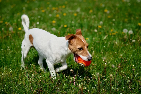 夏の日に緑の芝生の上でおもちゃのボールで遊ぶアクティブな犬 公園でペットウォーキング ジャック ラッセルの肖像画 — ストック写真