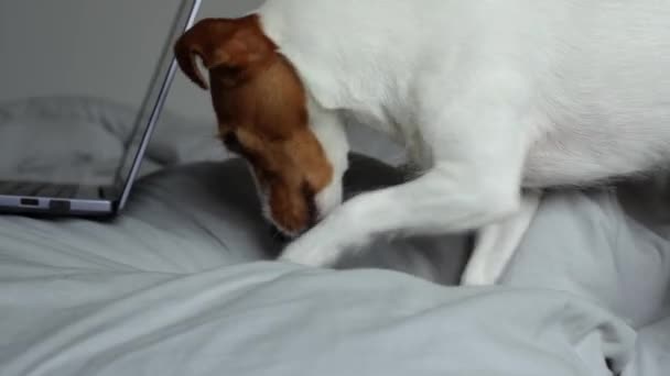 Active Dog Playing Bed Living Room Gnawing Chewing Bedsheet Naughty — Stock Video