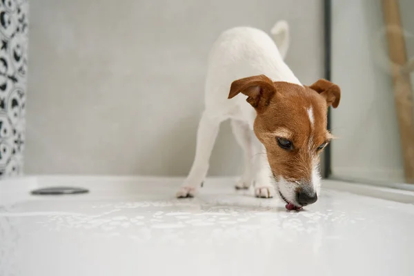 可爱的狗在淋浴间 洗宠物的概念 家养动物的生活方式肖像 — 图库照片