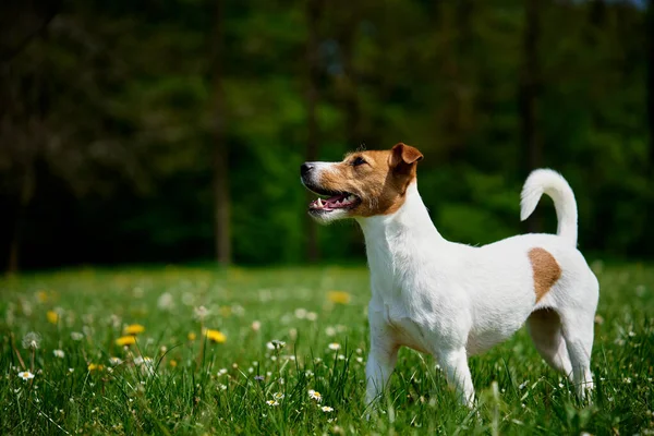 Cão Ativo Bonito Andando Grama Verde Parque Dia Verão Jack — Fotografia de Stock