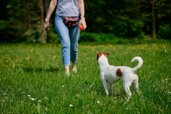 Cão Bonito Andando Parque Com Grama Verde Mulher Caminha Com — Fotografia de Stock