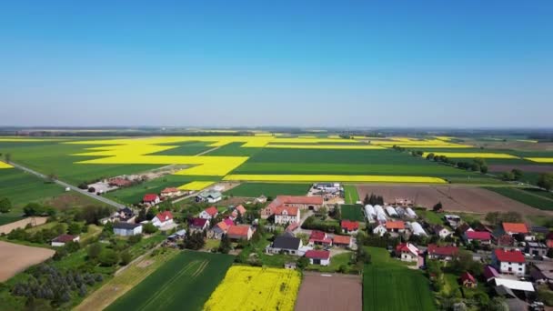 Baharda Renkli Tarım Alanları Çiçek Açan Kolza Tohumu Tarlaları Yeşil — Stok video