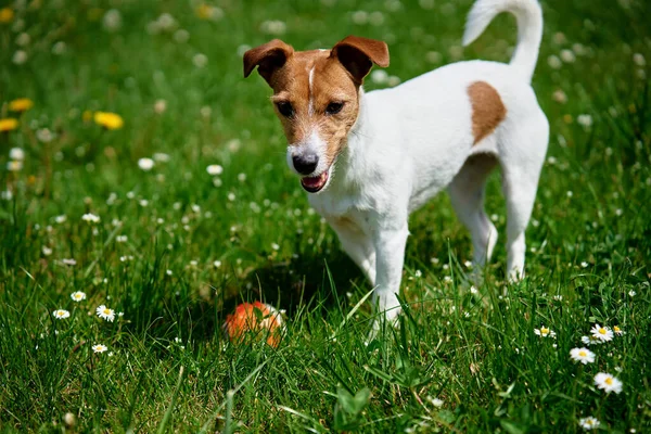 Aktif köpek yaz günü yeşil çimlerde oyuncak topuyla oynuyor. Pet parkta yürüyor. Jack Russell Terrier portresi