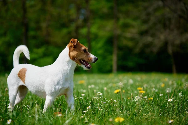 Гарний Активний Пес Ходить Зеленій Траві Парку Літній День Портрет — стокове фото