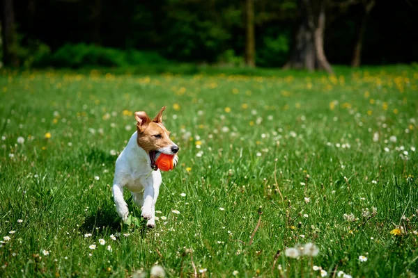 Active Dog Playing Toy Ball Green Grass Summer Day Pet — Stock Photo, Image