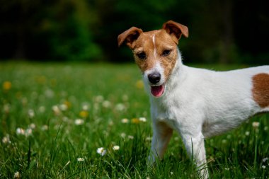 Yaz günü parkta yeşil çimlerde gezinen sevimli aktif köpek. Jack Russell Terrier 'ın açık havada portresi
