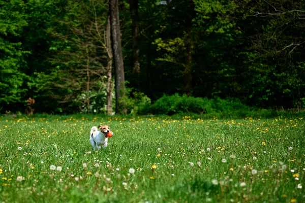 Cão Ativo Jogando Com Bola Brinquedo Grama Verde Dia Verão — Fotografia de Stock