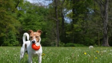 Aktif köpek yaz günü yeşil çimlerde oyuncak topuyla oynuyor. Pet parkta yürüyor. Jack Russell Terrier portresi