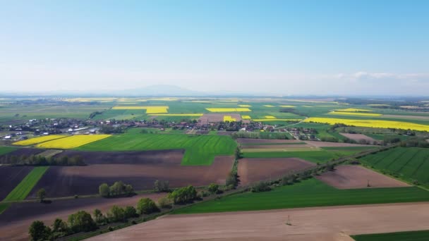 Farbenfrohe Felder Frühling Blühende Rapsfelder Und Grüne Wiesen Luftaufnahme Natürlicher — Stockvideo