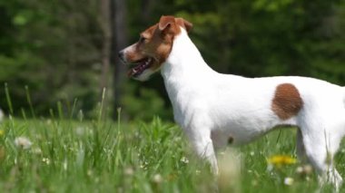 Yaz günü parkta yeşil çimlerde gezinen sevimli aktif köpek. Jack Russell Terrier 'ın açık havada portresi