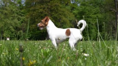 Yaz günü parkta yeşil çimlerde gezinen sevimli aktif köpek. Jack Russell Terrier 'ın açık havada portresi