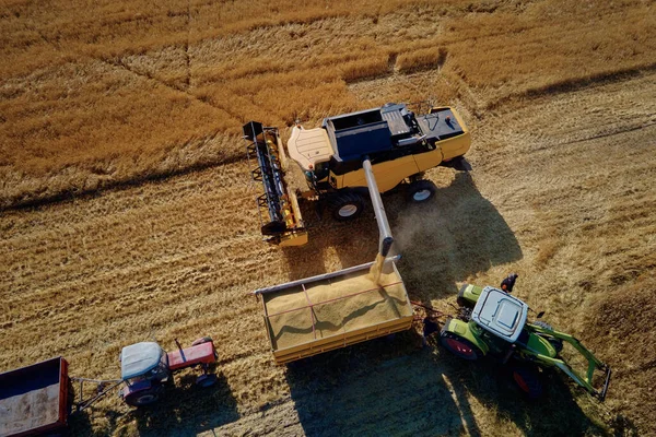 Maszyna Zbioru Pracująca Polu Rolniczym Kombajn Zbożowy Zbierający Złote Pole — Zdjęcie stockowe
