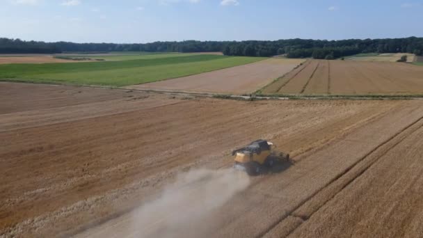 Уборочная Машина Работает Сельскохозяйственном Поле Комбайн Собирает Золотое Пшеничное Поле — стоковое видео