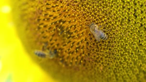 Sunflower Honey Bee Blooming Sunflowers Field Summer Day Insect Pollinates — Stock Video