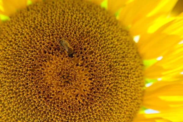 Solros Med Ett Honungsbi Blommande Solrosor Fält Sommardagen Insektspollinatväxter — Stockfoto