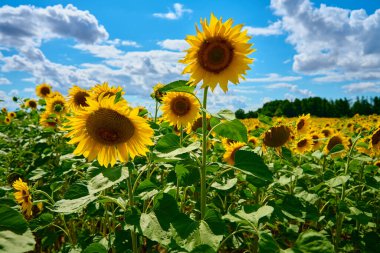 Ayçiçeği tarlası. Yaz günü tarla tarlasında çiçek açan ayçiçeği çiftliği. Parlak yaz manzarası