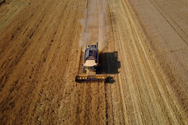 Tarım Alanında Çalışan Bir Hasat Makinesi Hasat Makinası Altın Buğday — Stok fotoğraf