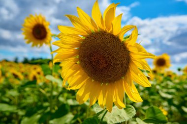 Ayçiçeği tarlası. Yaz günü tarla tarlasında çiçek açan ayçiçeği çiftliği. Parlak yaz manzarası
