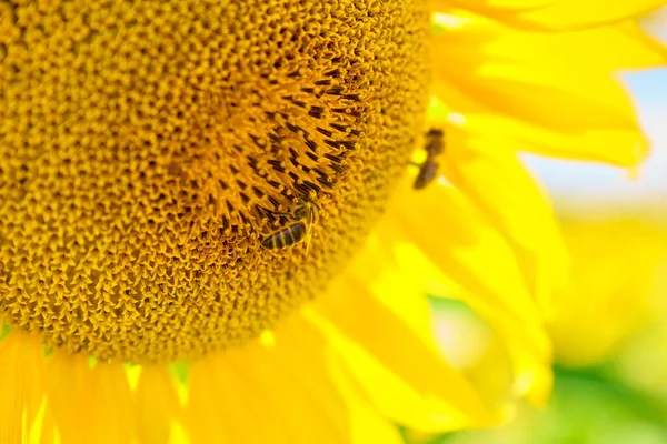 向日葵和蜜蜂夏日开满了向日葵 昆虫授粉植物 — 图库照片