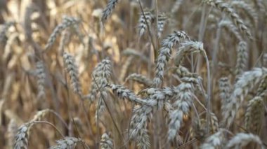 Buğday tarlası, kapat. Olgun tahıllı buğday kulakları rüzgarda sallanıyor. Hasat mevsimi