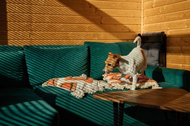 Köpek oturma odasında kanepede duruyor. Evin içinde rahatlamak için tuhaf bir hayvan var. Jack Russell Teriyer 'ın portresi Gölgeli