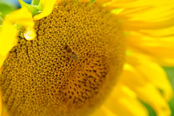 向日葵和蜜蜂夏日开满了向日葵 昆虫授粉植物 — 图库照片