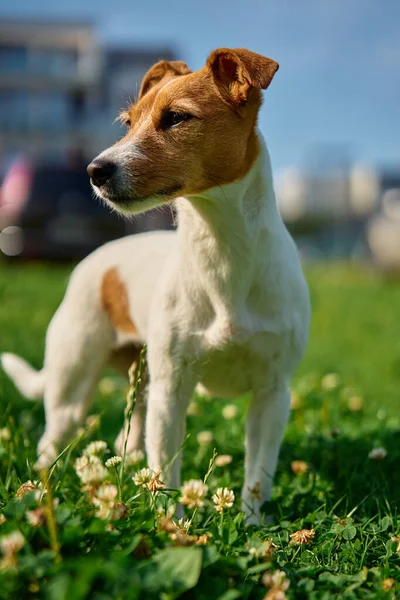 夏の日のリビングハウス近くの緑の草で芝生の上にかわいい小さな犬 屋外で活動的なペット かわいいジャック ラッセル テリアの肖像 — ストック写真