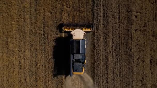 Erntemaschine Bei Der Arbeit Auf Einem Landwirtschaftlichen Feld Mähdrescher Sammelt — Stockvideo
