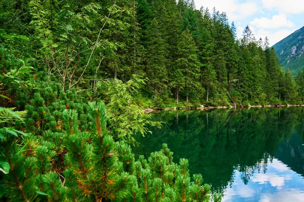 山の青い湖の近くにあるスプルースの森 ポーランドのタトラ国立公園 5つの湖の谷にあるモラン オコまたはシーアイ湖のパノラマビュー 自然の風景 — ストック写真