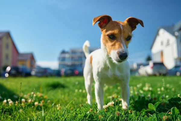 Cute small dog on lawn with green grass near living house at summer day. Active pet outdoors. Cute Jack Russell terrier portrait