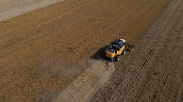 현장에서 추수하는 밀밭을 수집하는 수확기 — 비디오