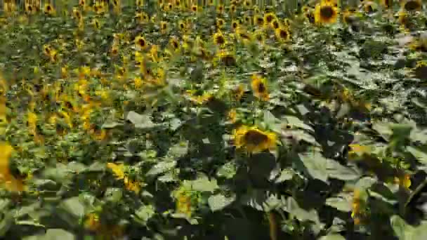 Zonnebloemenveld Vanuit Lucht Gezien Bloeiende Zonnebloemen Plantage Landbouw Veld Zomerdag — Stockvideo