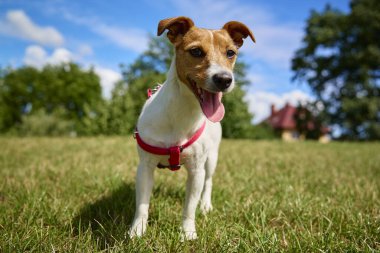 Köpek yaz günü çimlerde yeşil çimlerle yürüyor. Açık havada evcil hayvan. Sevimli Jack Russell Teriyer portresi
