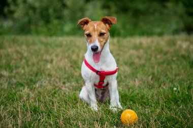 Aktif köpek yaz günü yeşil çimlerde oyuncak topuyla oynuyor. Pet parkta yürüyor. Jack Russell Terrier portresi